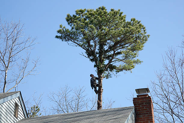 Best Tree Preservation Services  in USA